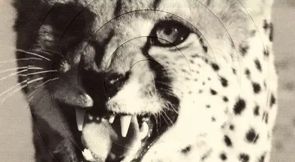 cXz Lyrics - Deftones | Private Music album